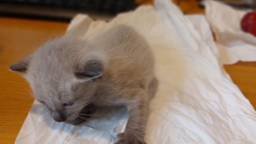 Abandonan cinco crías de gato en un contenedor en Redondela
