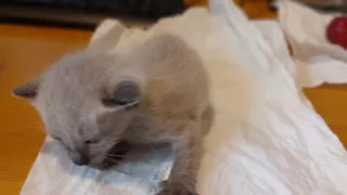 Abandonan cinco crías de gato en un contenedor en Redondela