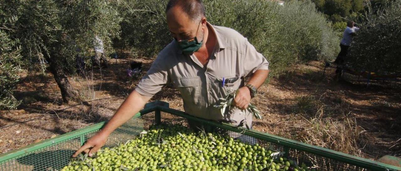 Un trabajador en la recogida de aceitunas, en una imagen de archivo.