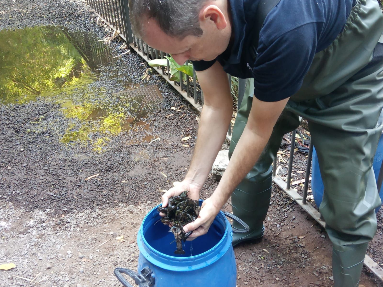 Comienzan los trabajos contra los cangrejos del río que aparecieron en el parque García Sanabria
