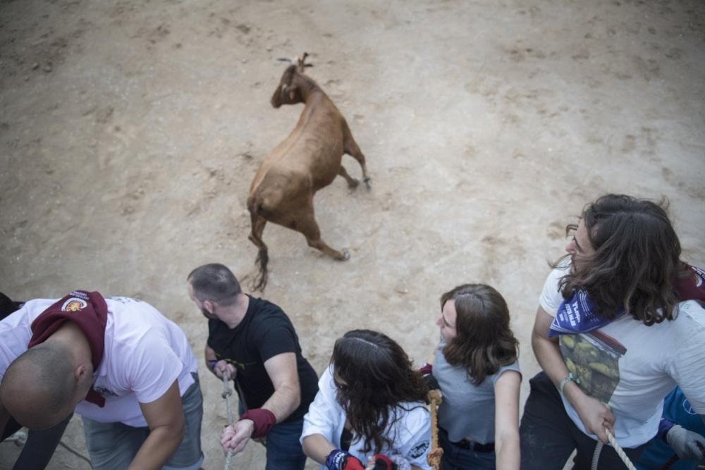 Corre de bou de diumenge a Cardona