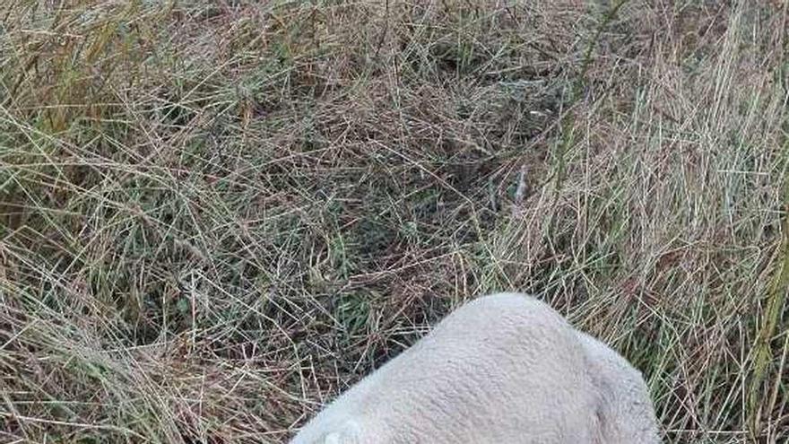 Una de las ovejas que murieron tras el ataque del lobo.