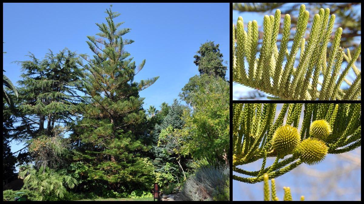 araucaria-mar-i-murtra-blanes