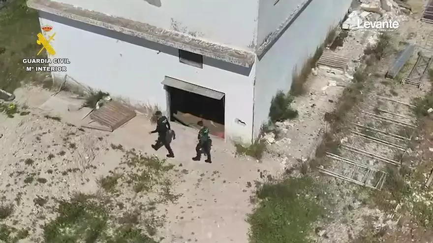 Un detenido tras desmantelar en Oliva una plantación con 410 plantas de marihuana