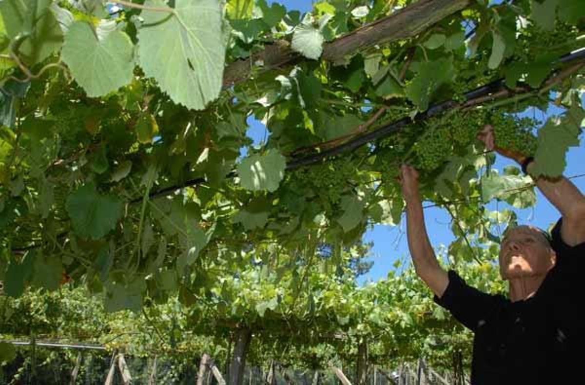 Los trabajos de poda en verde o de deshojado son fundamentales en esta época para tratar de aliviar la amenaza del mildiu