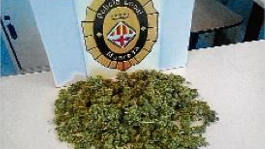 Part de la marihuana decomissada per la Policia Local