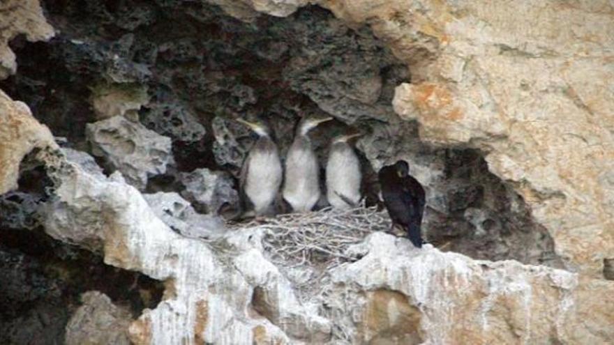 Dénia creará en les Rotes un observatorio de cetáceos y aves marinas