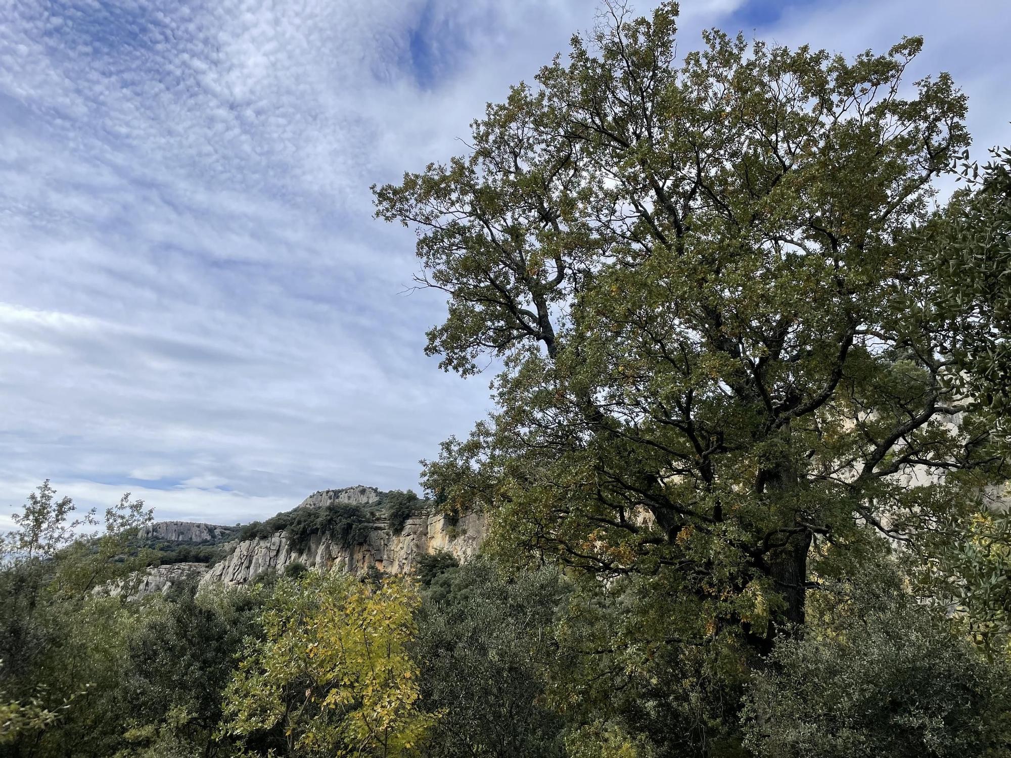 Las mejores imágenes del Barranc dels Horts, un tesoro natural en el corazón de Castellón