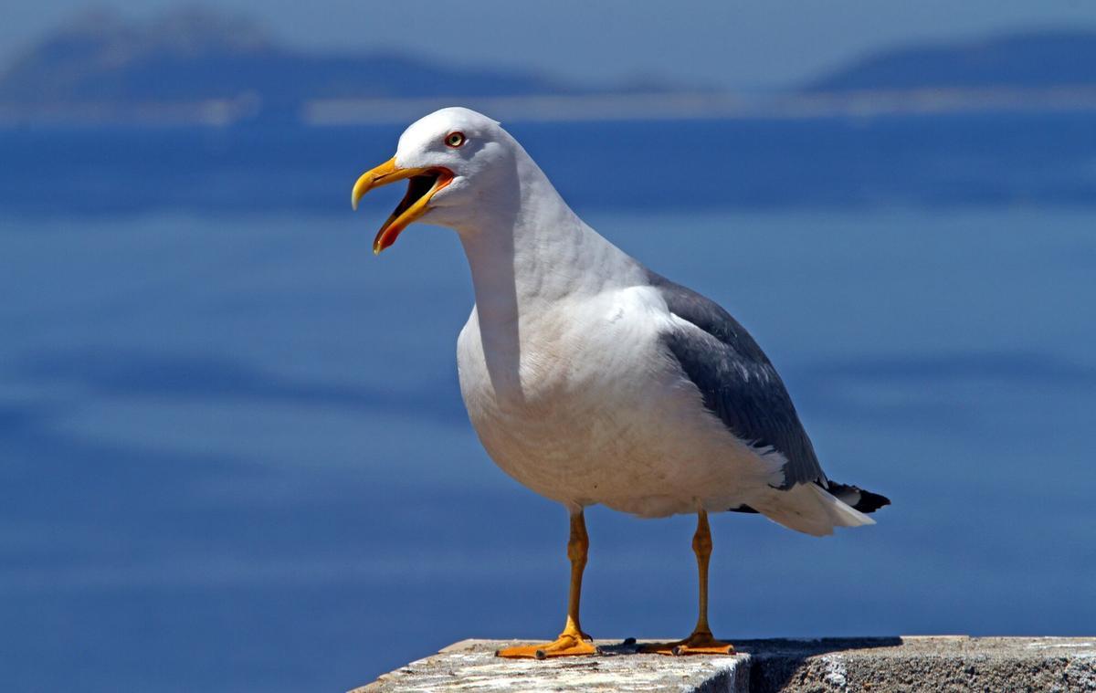 Una gaviota patiamarilla, con las Cíes al fondo.