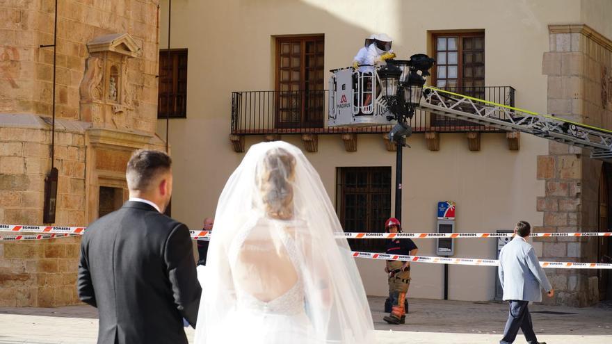 Abejas con afán de protagonismo, entre danzas y una boda, en la plaza Mayor de Castelló