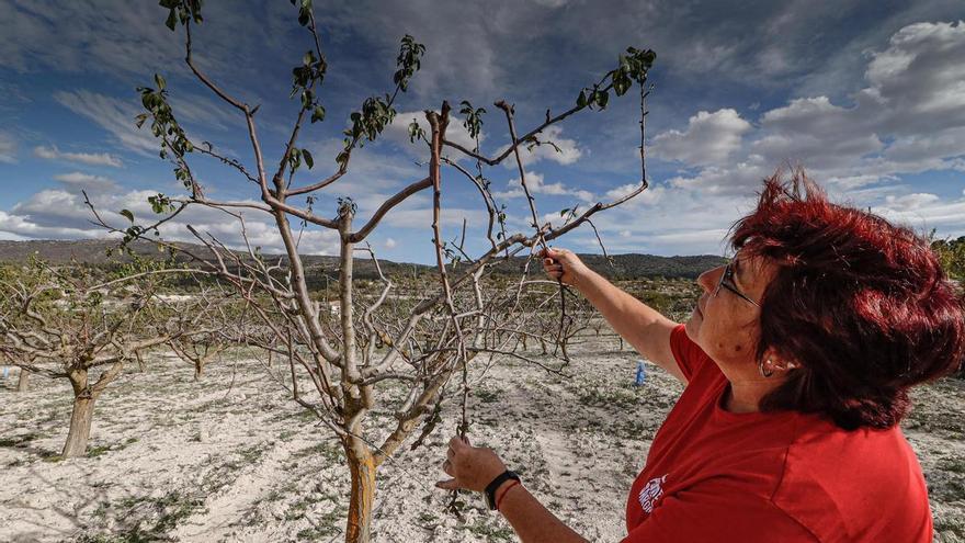 Alerta en los campos de cultivo: Asaja denuncia la dejadez del Consell frente a los daños causados por la fauna salvaje