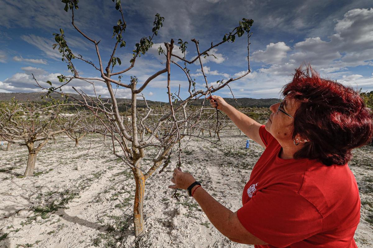 Una agricultora muestra los destrozos ocasionados por los ciervos en un manzano de la Sarga.