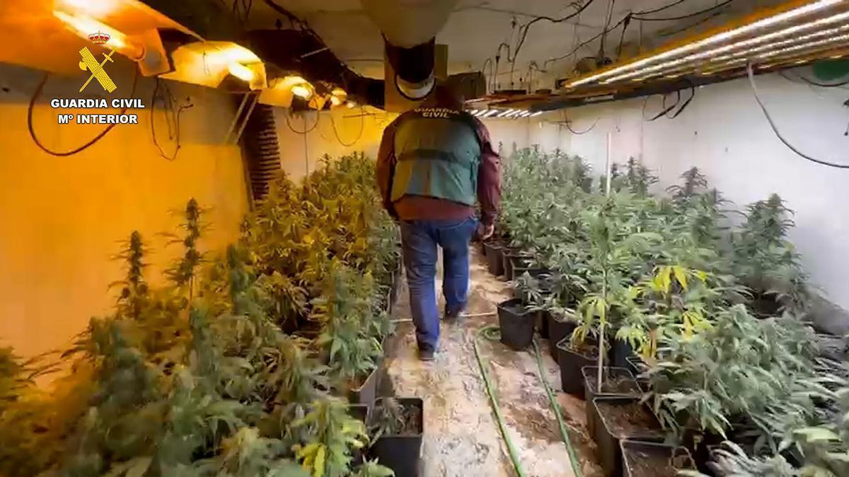 Imagen de archivo del desmantelamiento de una plantación de marihuana en la provincia de Córdoba.