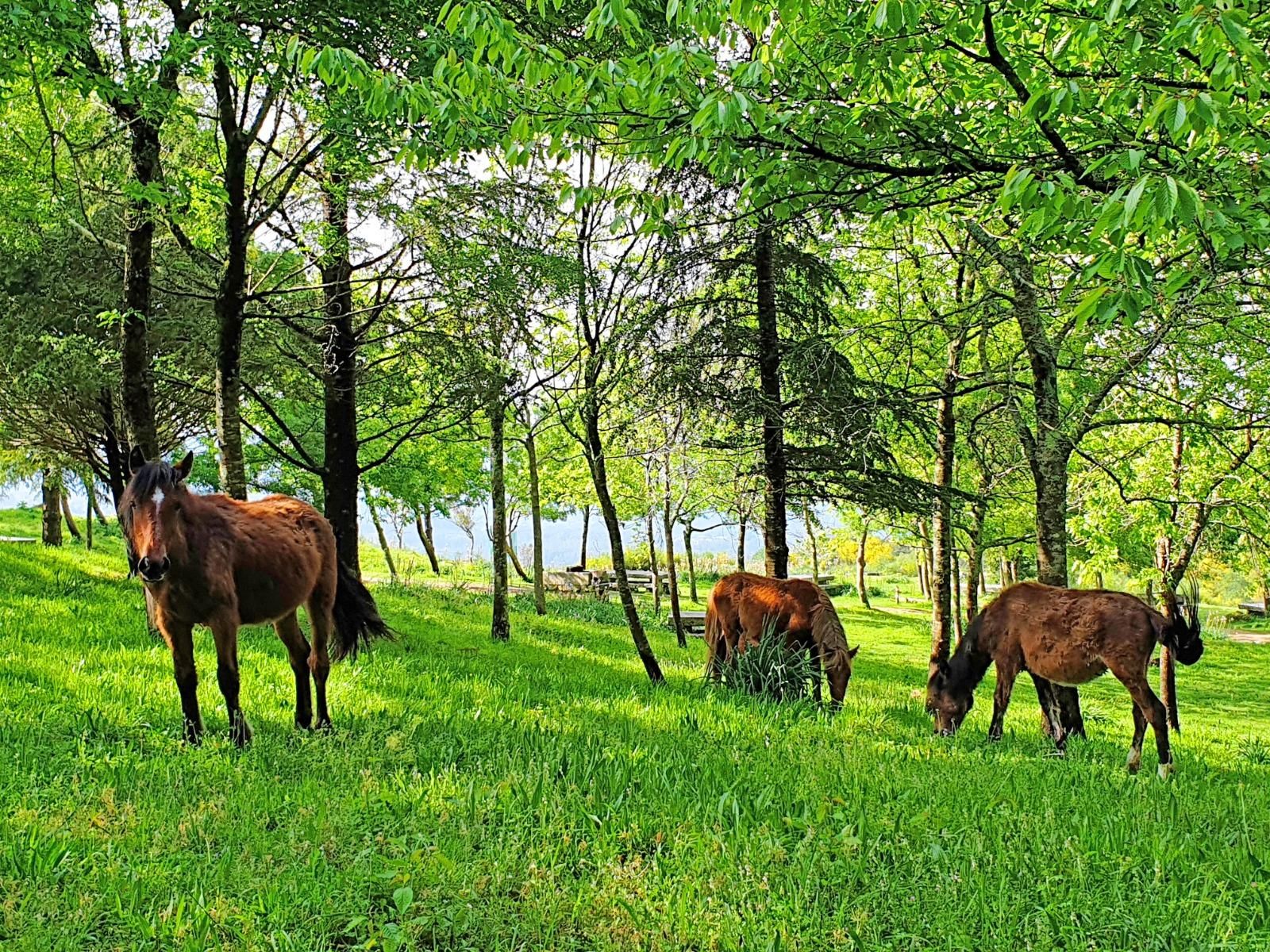 Un Vigo para caminar y perderse: 11 rutas imprescindibles de todos los niveles