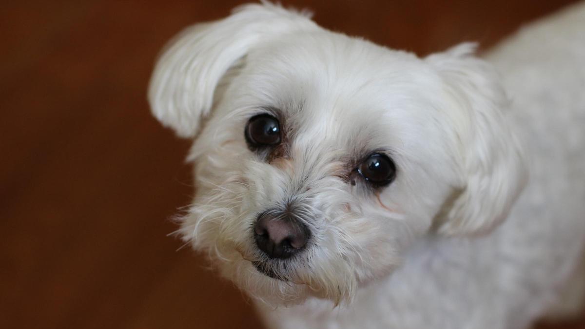 Imatge d'un bichon maltès