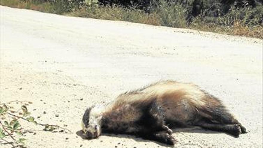 Alertan sobre la muerte de tejones en las carreteras