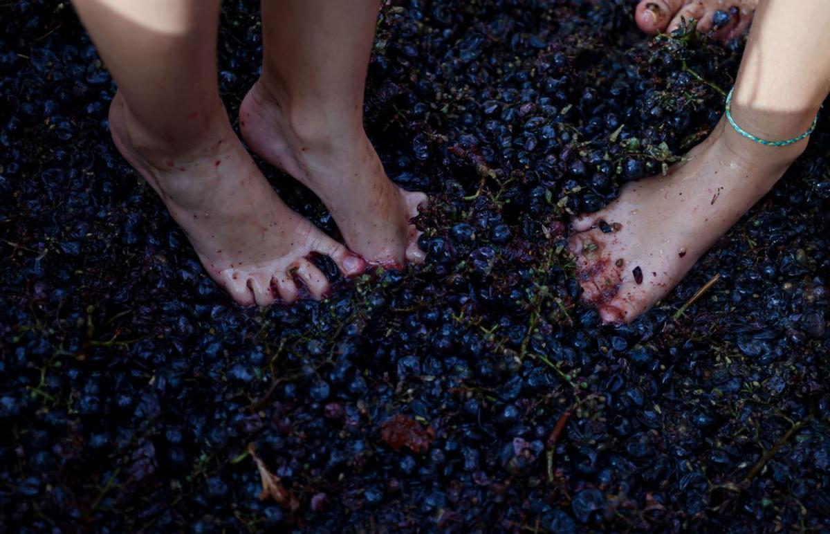 Las uvas poceden de ‘cepas ibicencas tradicionales’ y las viñas de los vecinos de Jesús. | TONI ESCOBAR