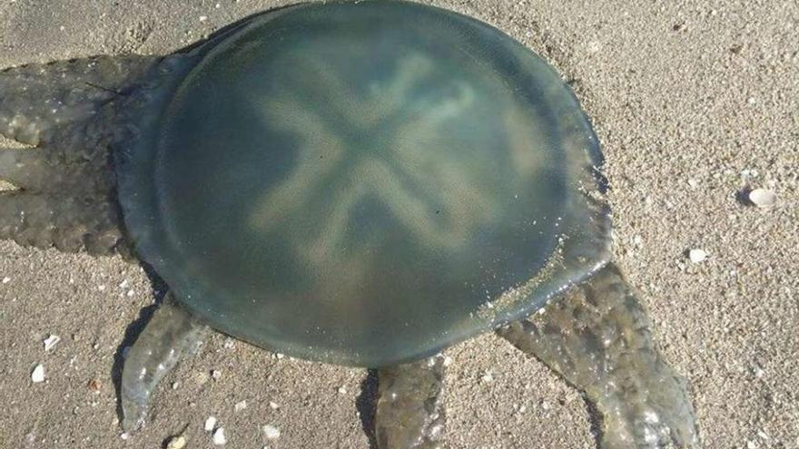 Una de las medusas localizadas en la playa de Compostela (Vilagarcía), el martes. // Bea Sotelo