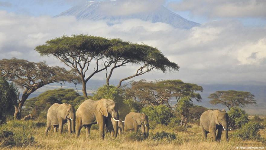 Elefantes en África