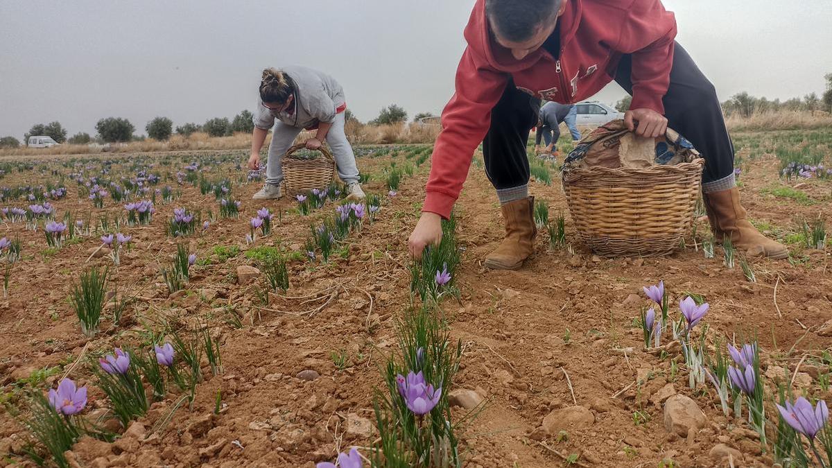 Varios jornaleros recolectan azafrán en Villafranca del Castillo, en Toledo.