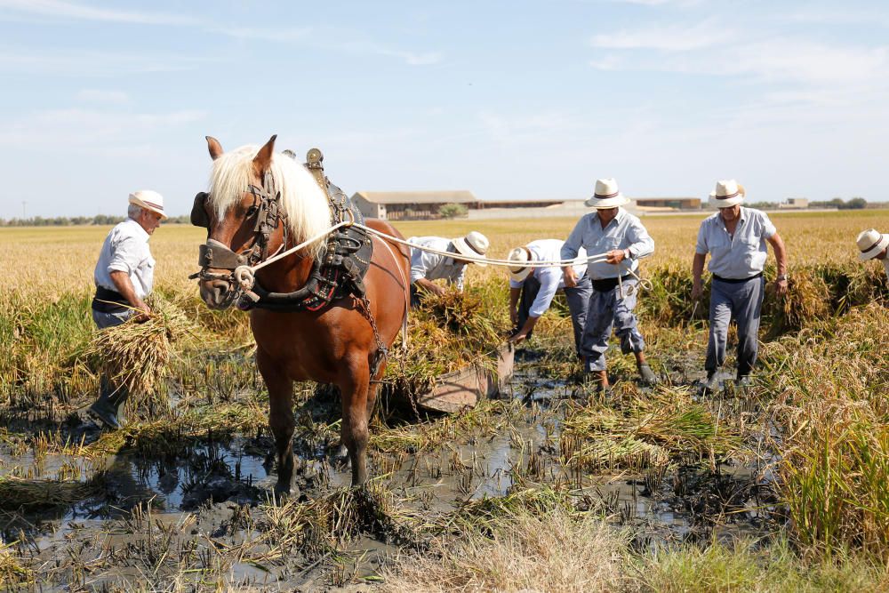 Siega y 'perxa' en l´Albufera