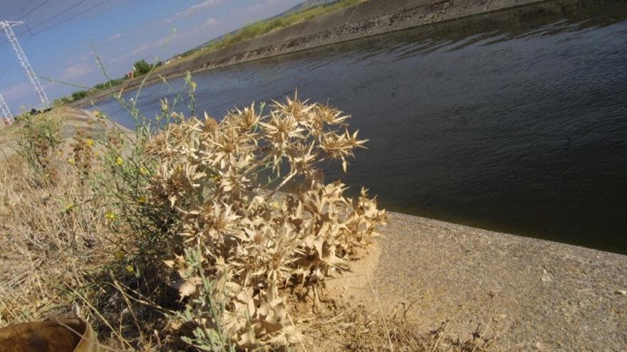 El Canal de Toro estudia su incorporación a la Asociación de Regantes de la Cuenca del Duero