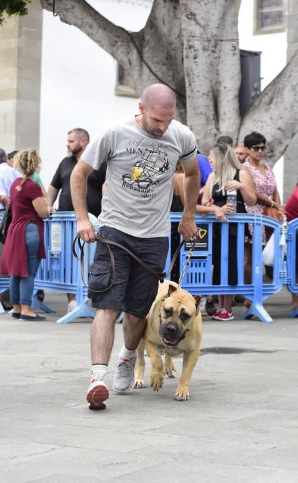 Celebración del I Certamen Nacional de perro ...