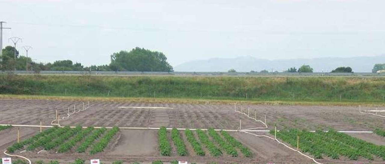 Zona de regadíos y cultivo de patatas en A Limia. // I. Osorio