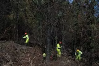 Los drones ayudan a recuperar los montes afectados por el incendio del verano en el norte de Tenerife