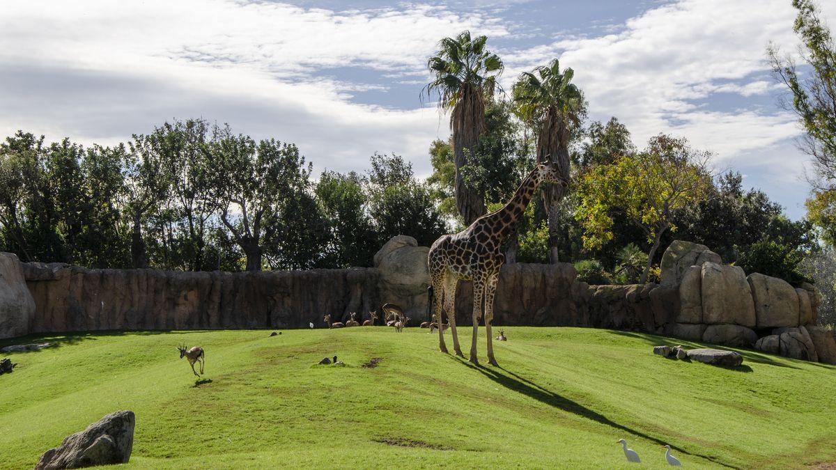BIOPARC Valencia es uno de los mejores parques de animales del mundo.