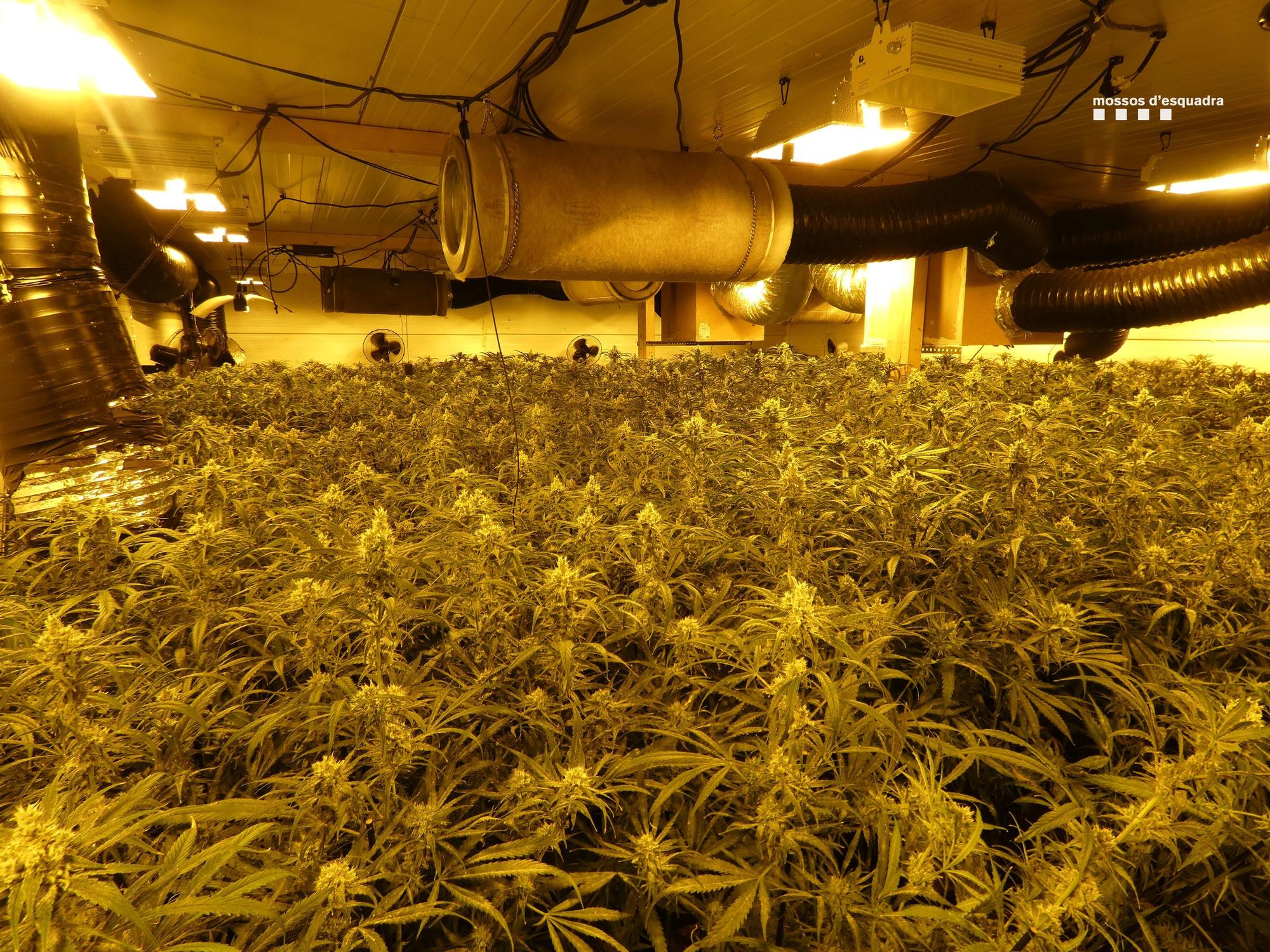 Plantació de marihuana de més de 3.400 plantes en una nau de Vila-sacra