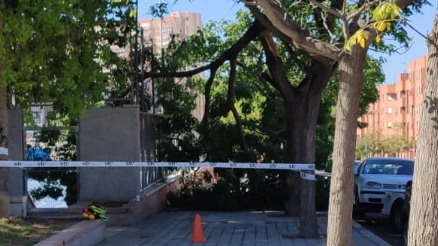 La rama de un árbol se desploma junto al parque infantil de San Blas
