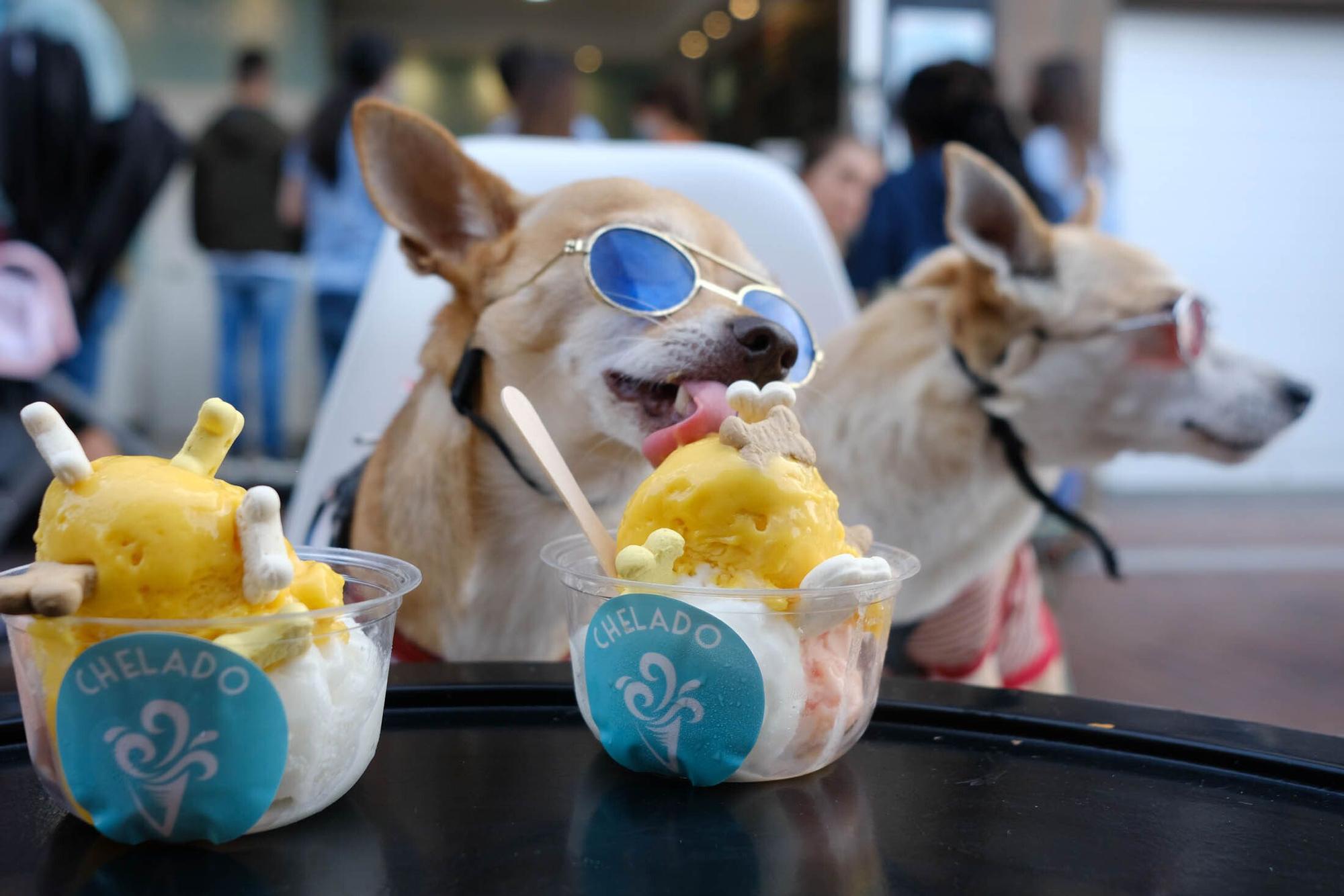 Una heladería de la Cícer vende entre sus productos helados aptos para perros