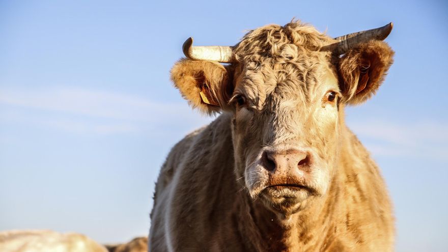 El censo vacuno de Extremadura pierde casi 65.000 cabezas en un año