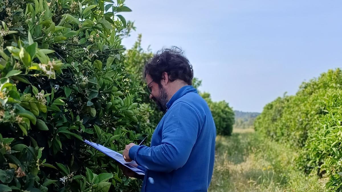 Inspección en campo del sello IGP.