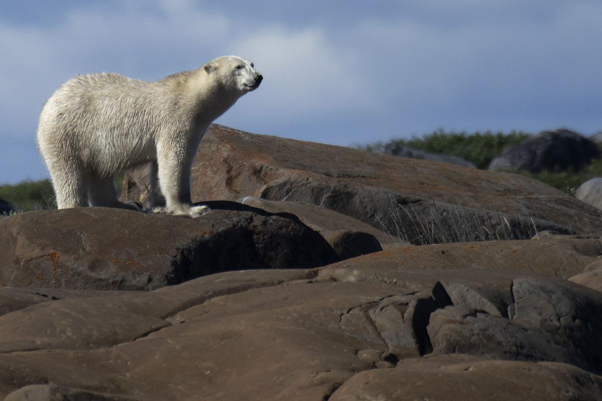 Así viven los osos polares en Hudson Bay, cerca de Churchill (Canadá).