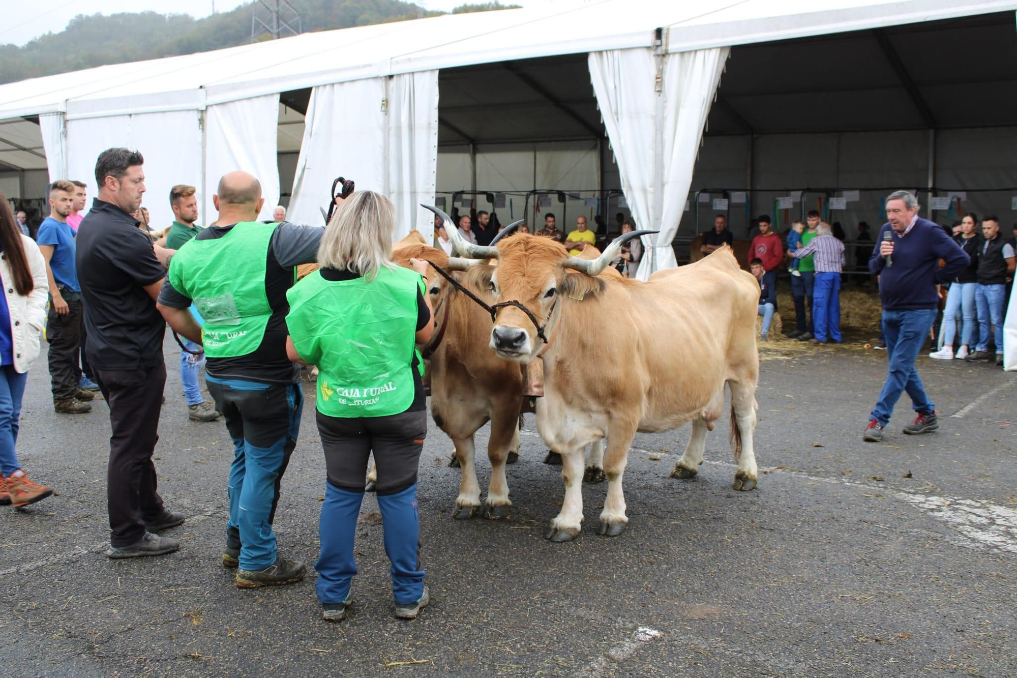 Así es Llangréu Nautral, la feria de las razas autóctonas asturianas que se celebra en pleno centro de Langreo