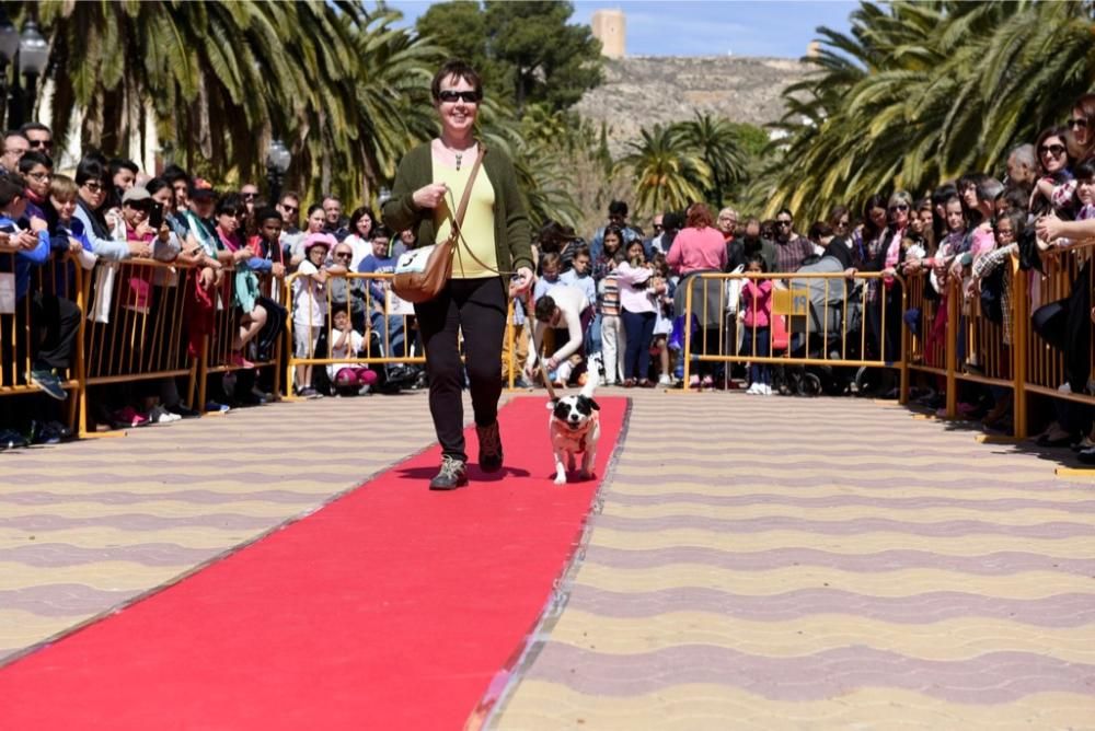 Garrapata fashion week, moda de perros en Jumilla