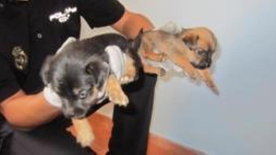 Arrestan en Paterna a tres hombres por maltrato animal y tráfico de cachorros