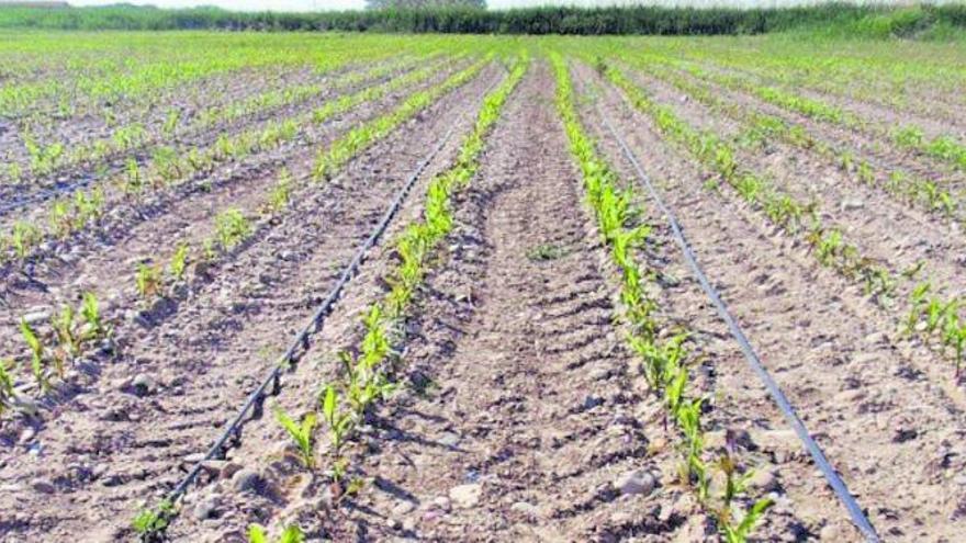 Arriba, riego por goteo, una práctica para el uso racional del agua. Abajo a la izquierda, recepción de uva tinta en una bodega de Tierra del Vino. A la derecha, apicultor alistano.