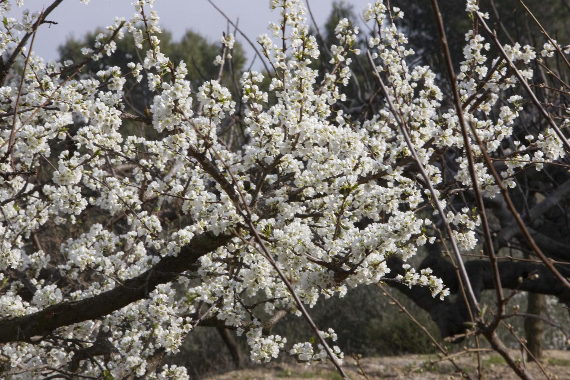 Los almendros en flor ya alegran los paisajes valencianos