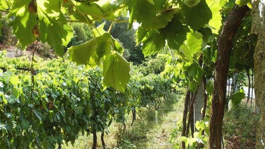 Viñedos típicos de la zona de O Ribeiro. // Iñaki Osorio