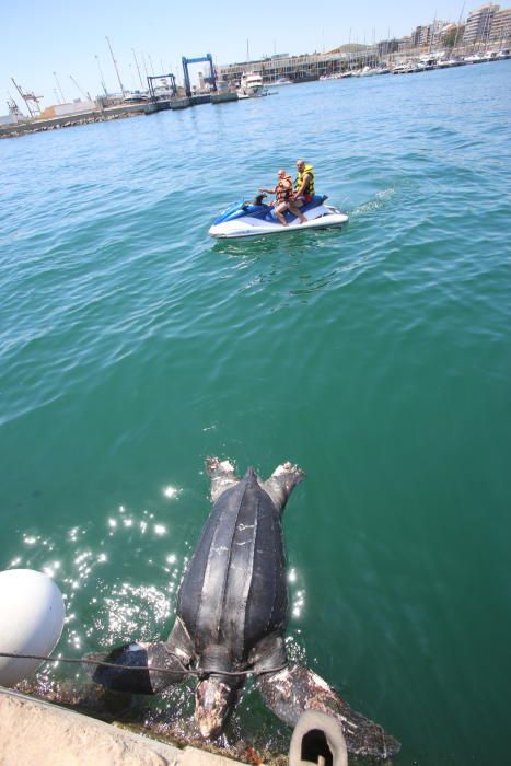 Hallada muerta una tortuga marina en Alicante