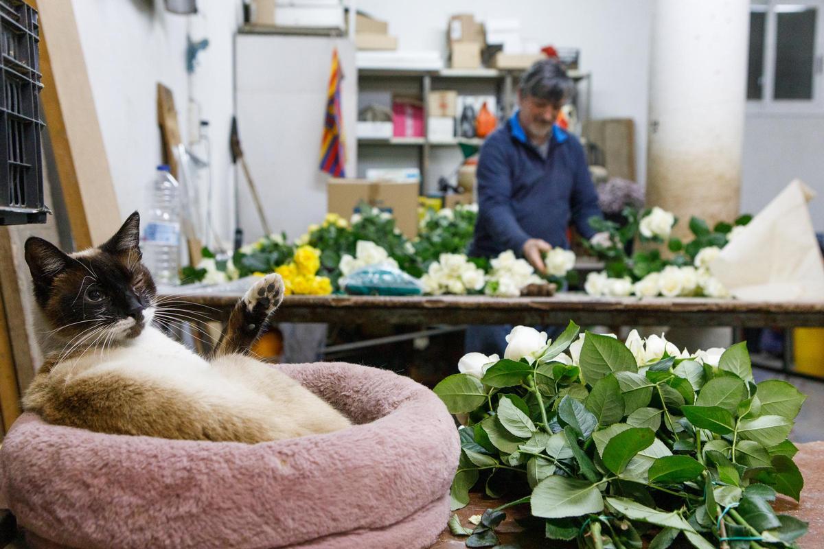 Joaquim Pons, el último productor de rosas de Sant Jordi catalanas