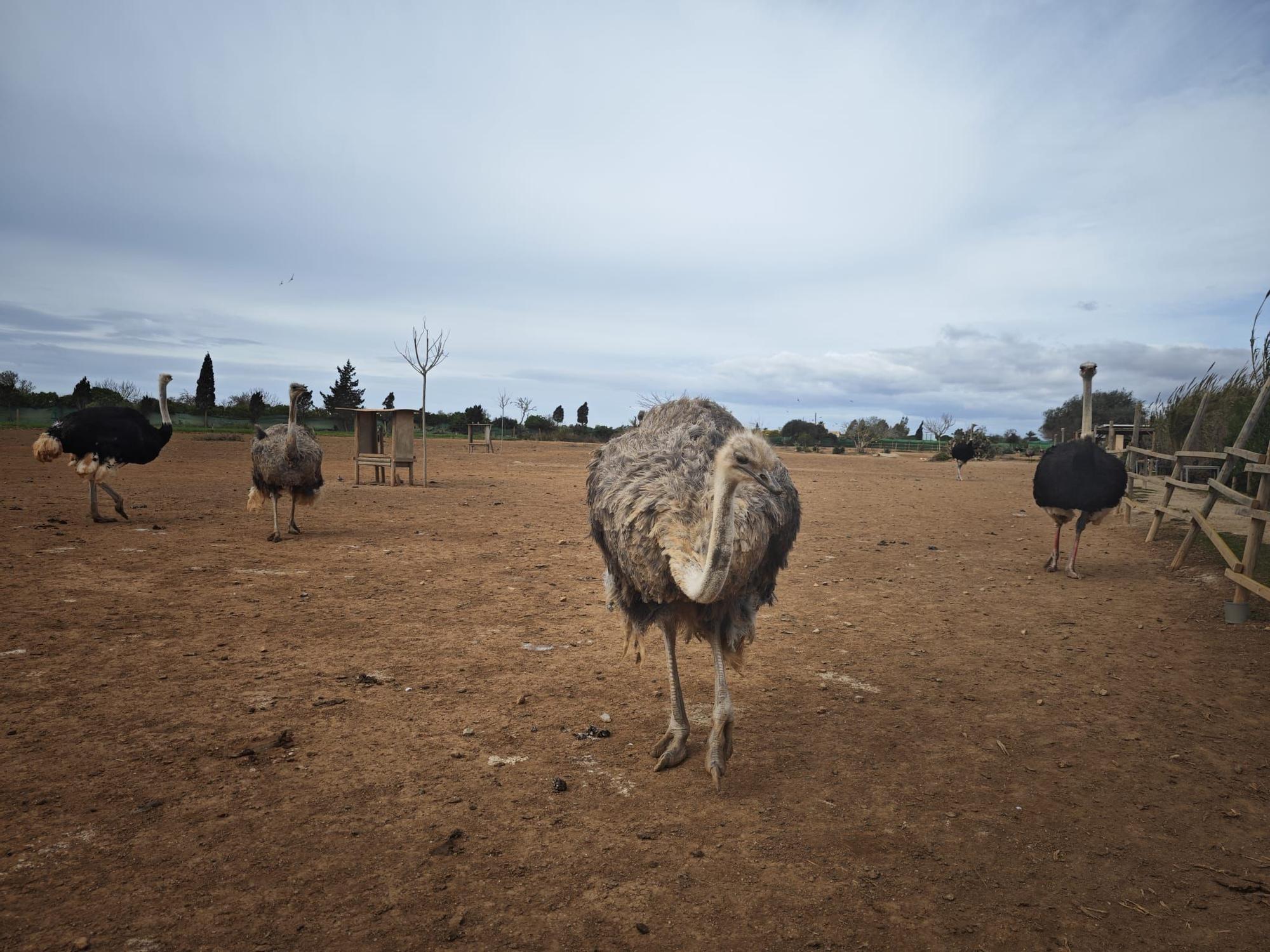 Fotos | La granja de avestruces de Mallorca, en imágenes