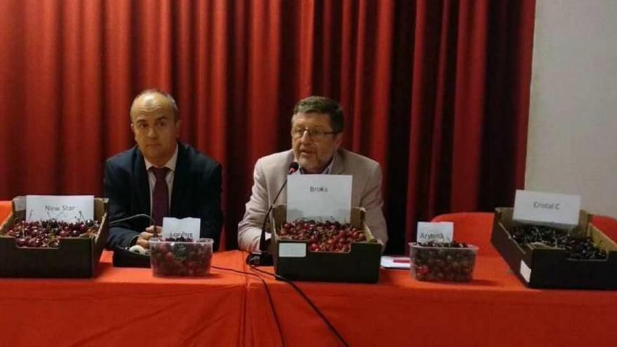 Jornada técnica para conocer el cerezo de la Región de Murcia