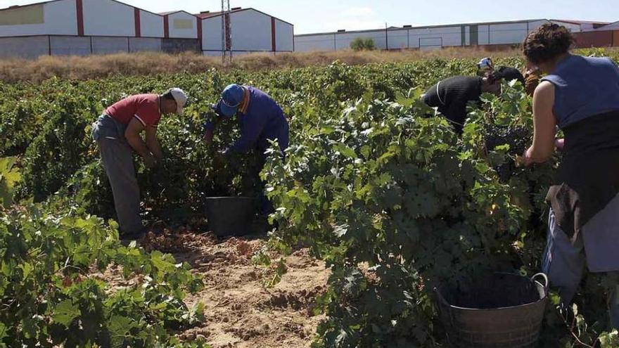 Un grupo de agricultores durante la vendimia.