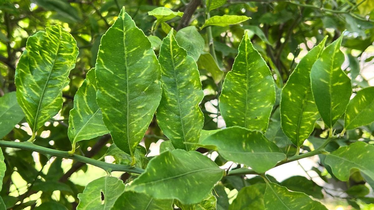 El virus ataca principalmente a hojas jóvenes (Amarilleamiento nervial) y puede deformar los frutos.