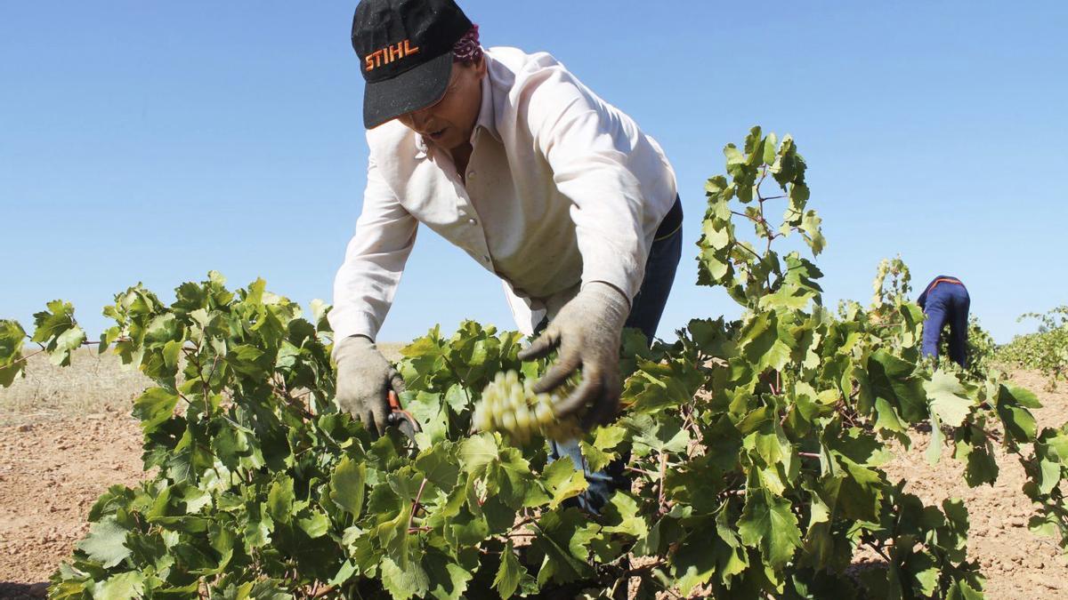 Un momento de la vendimia.