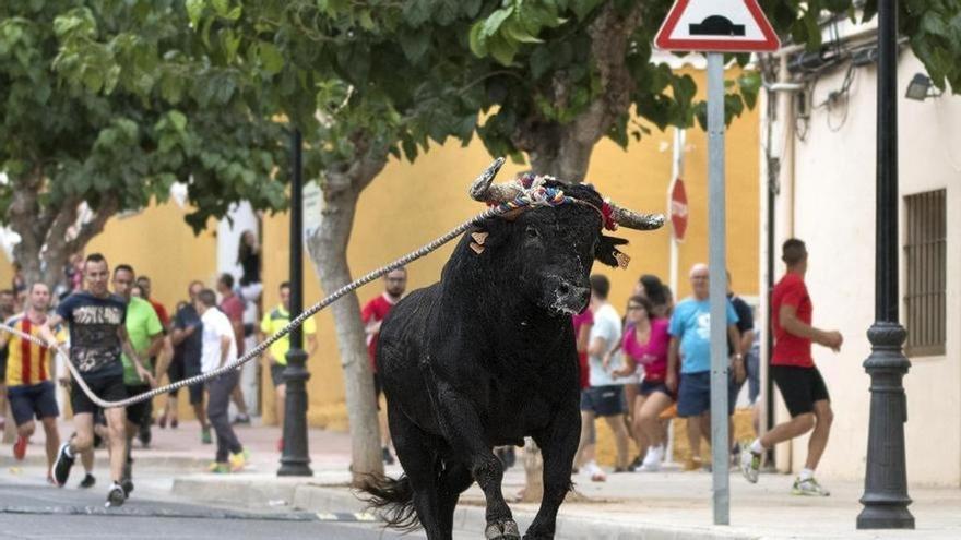 La alcaldesa de Chiva defiende el recurso presentado para que El Torico de la cuerda no se aplace